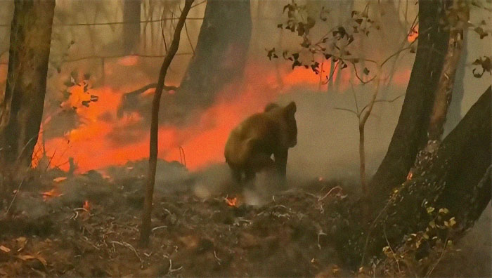 Una mujer salva a un koala gravemente herido de morir en un incendio en Australia del Sur 2