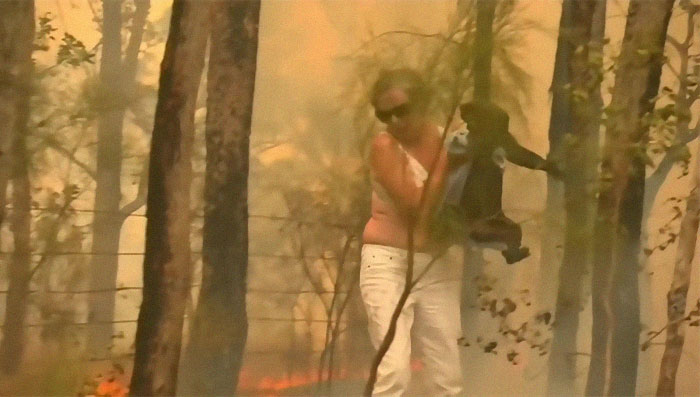 Una mujer salva a un koala gravemente herido de morir en un incendio en Australia del Sur 3