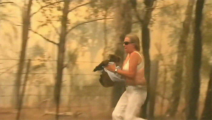 Una mujer salva a un koala gravemente herido de morir en un incendio en Australia del Sur 4