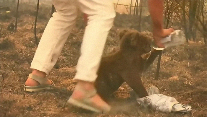 Una mujer salva a un koala gravemente herido de morir en un incendio en Australia del Sur 5