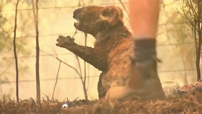 Una mujer salva a un koala gravemente herido de morir en un incendio en Australia del Sur 6