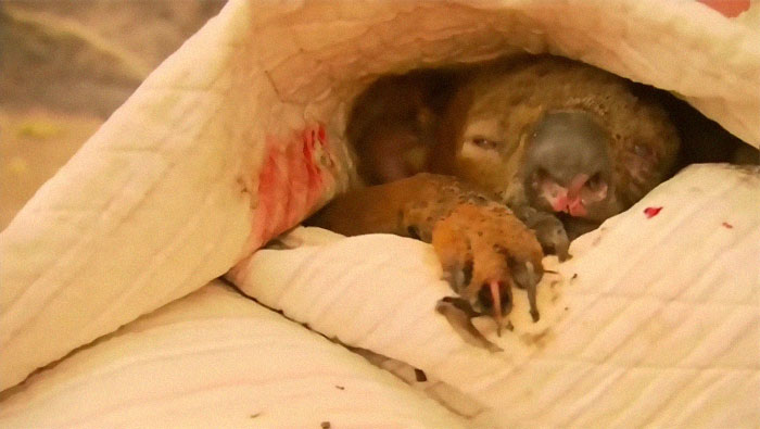 Una mujer salva a un koala gravemente herido de morir en un incendio en Australia del Sur 7
