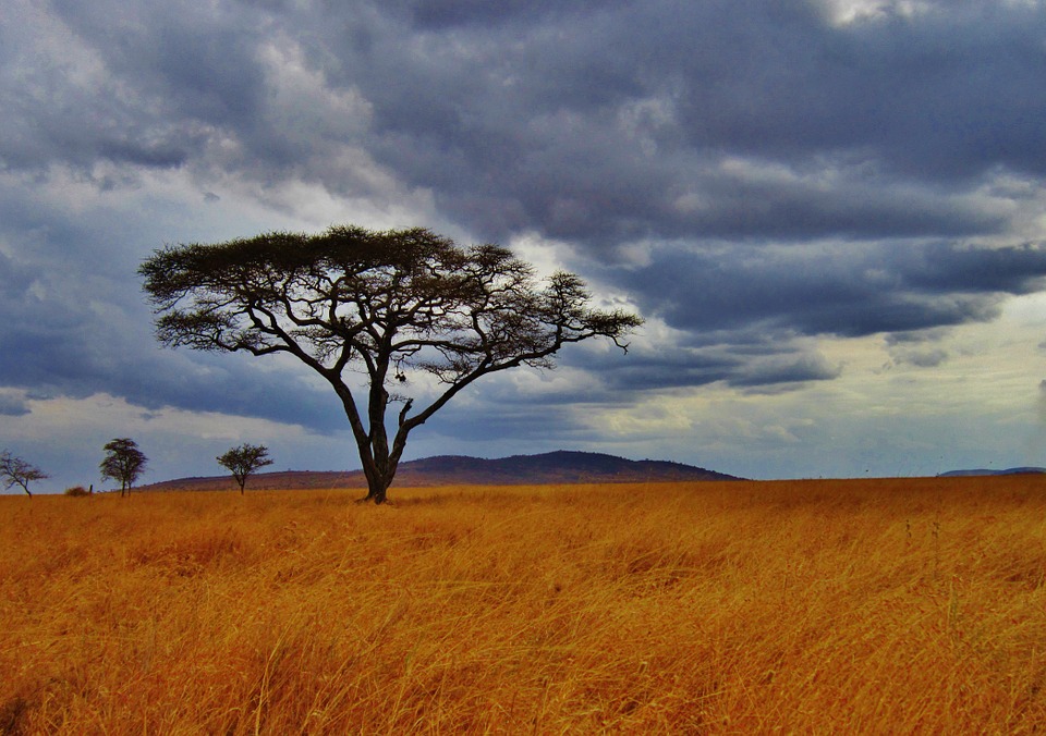 acacia tree Mariamichelle