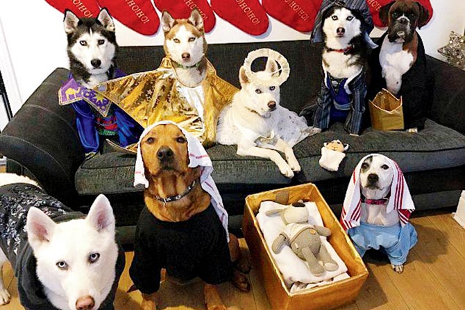 pesebre navideño perretes