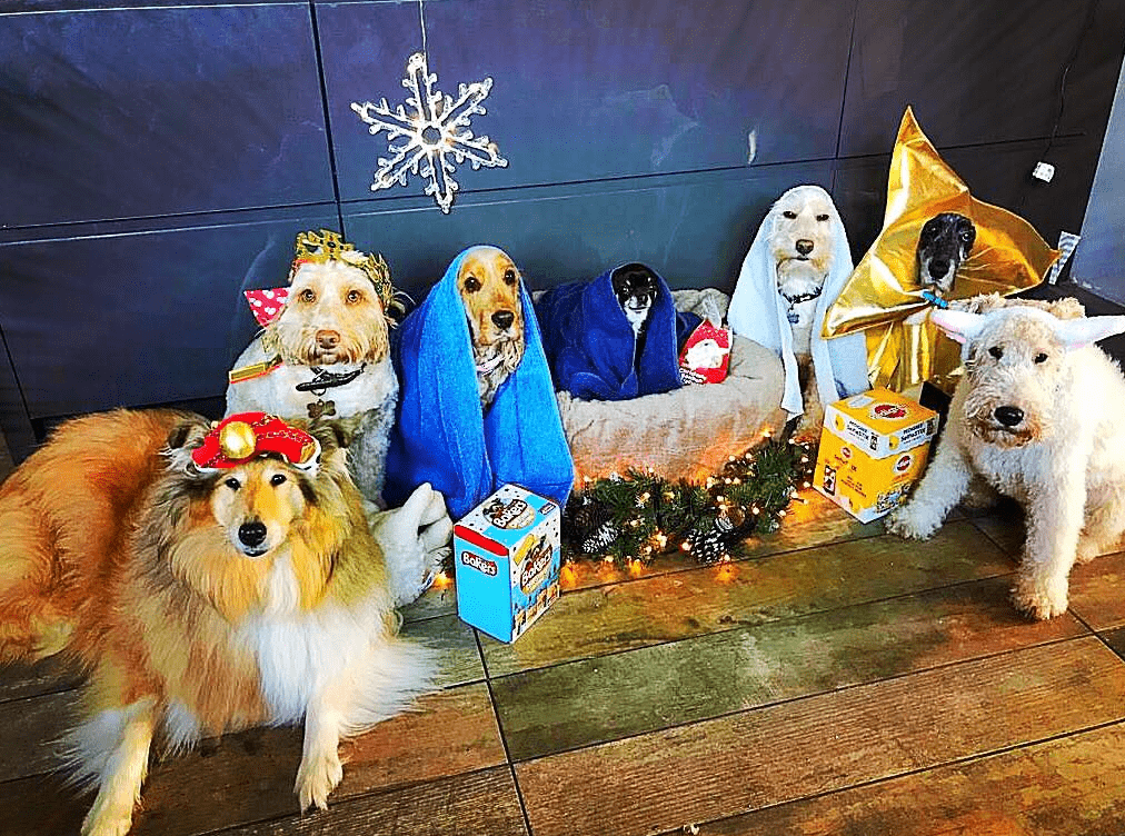 pesebre navideño perretes1.1