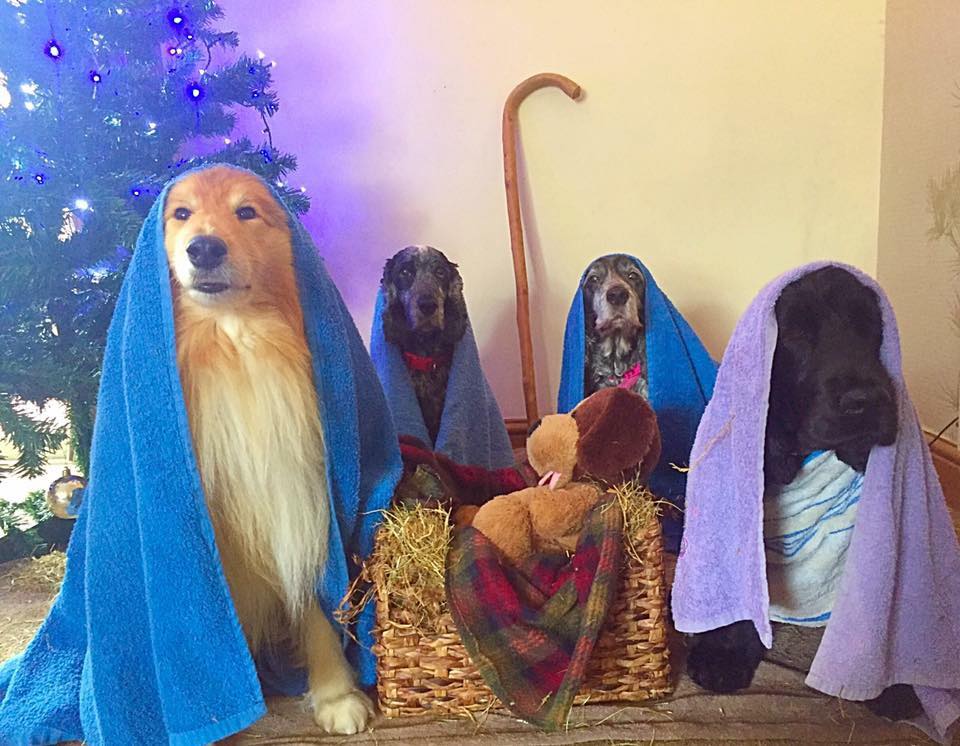 pesebre navideño perretes2