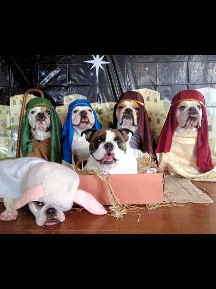 pesebre navideño perretes5