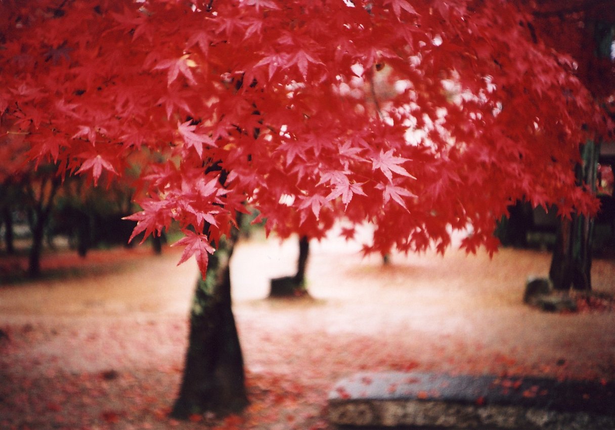 Fotografía analógica creativa