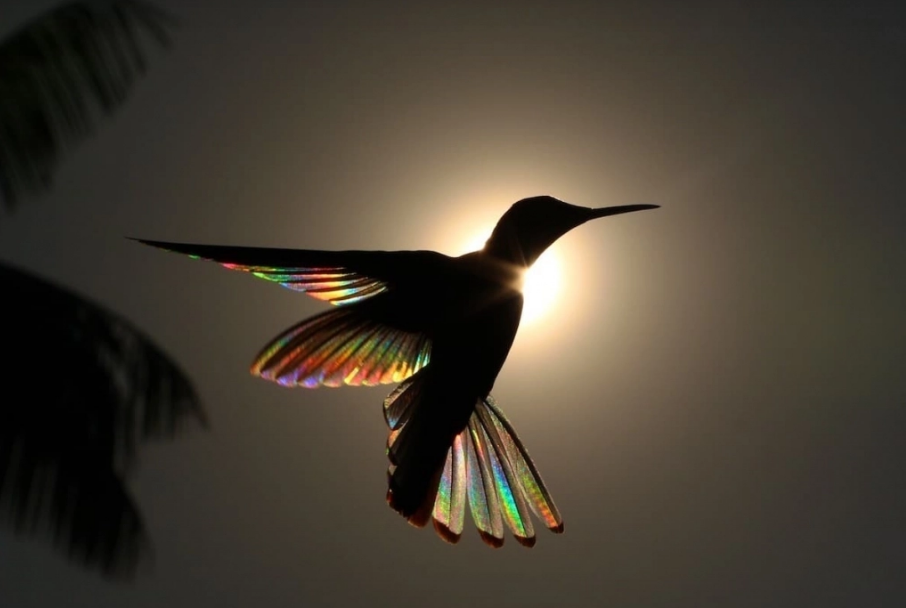 Algunas de las mejores fotografías del 2019 8