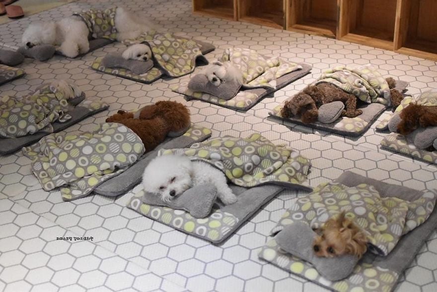 Puppy Spring