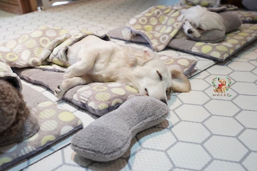 Puppy Spring10