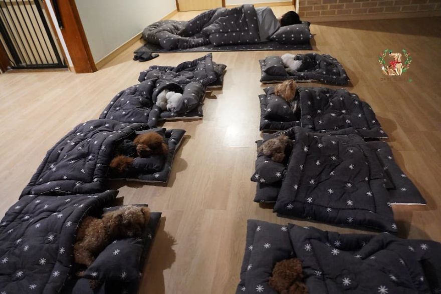 Puppy Spring11