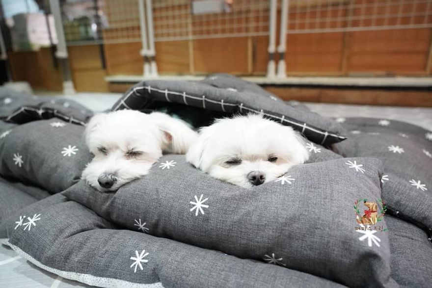 Puppy Spring12