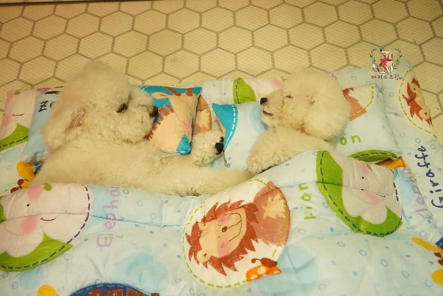 Puppy Spring15