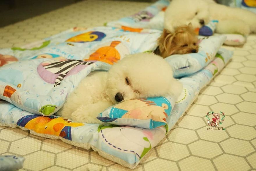 Puppy Spring18