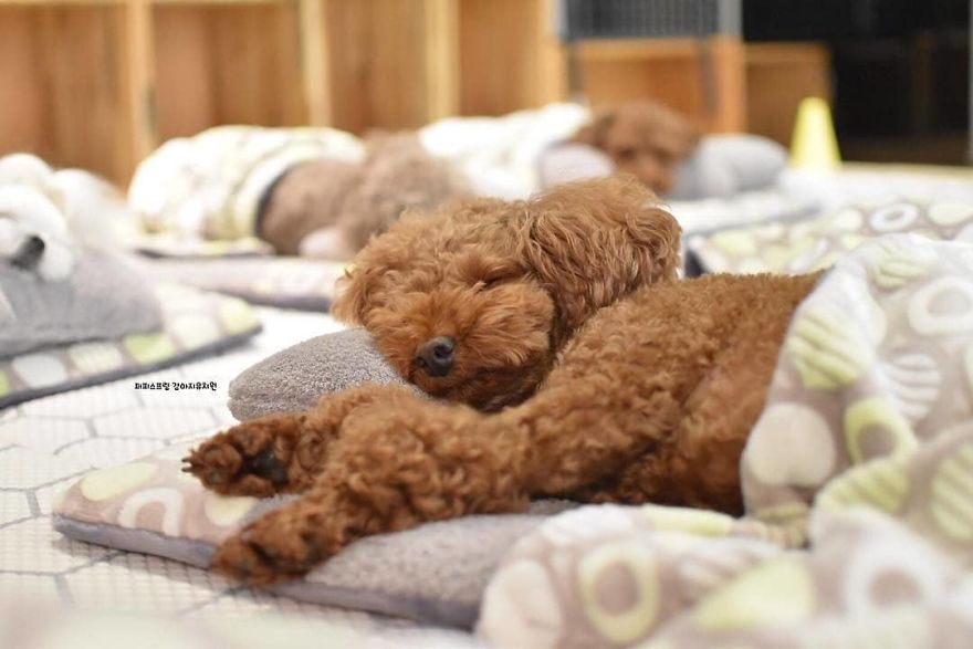 Puppy Spring2