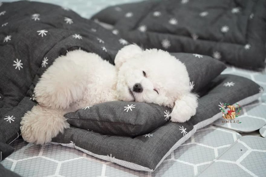 Puppy Spring20