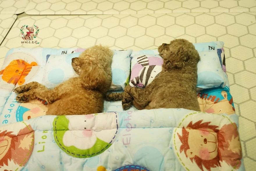Puppy Spring21