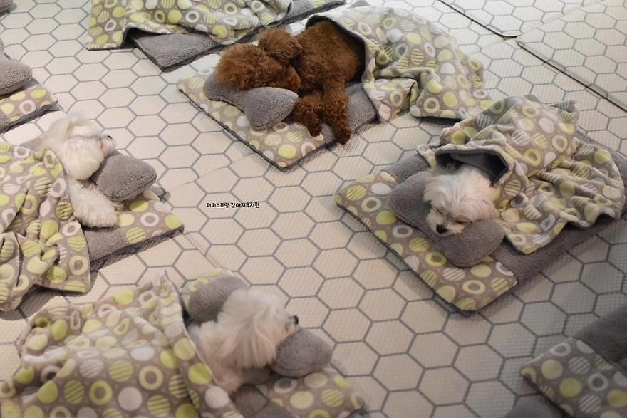 Puppy Spring4