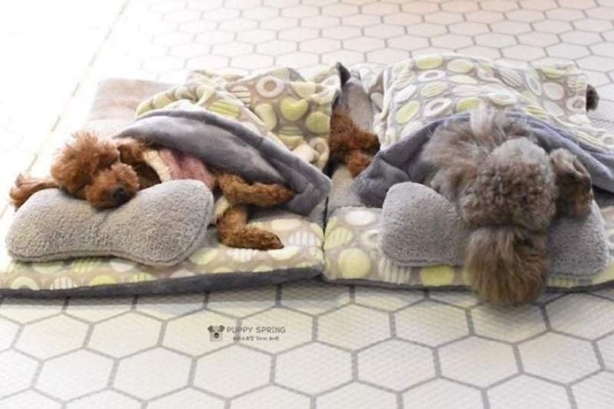 Puppy Spring5