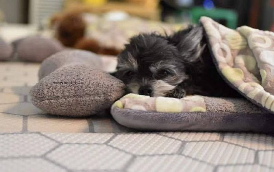 Puppy Spring6