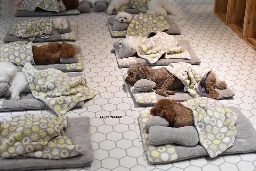 Puppy Spring7