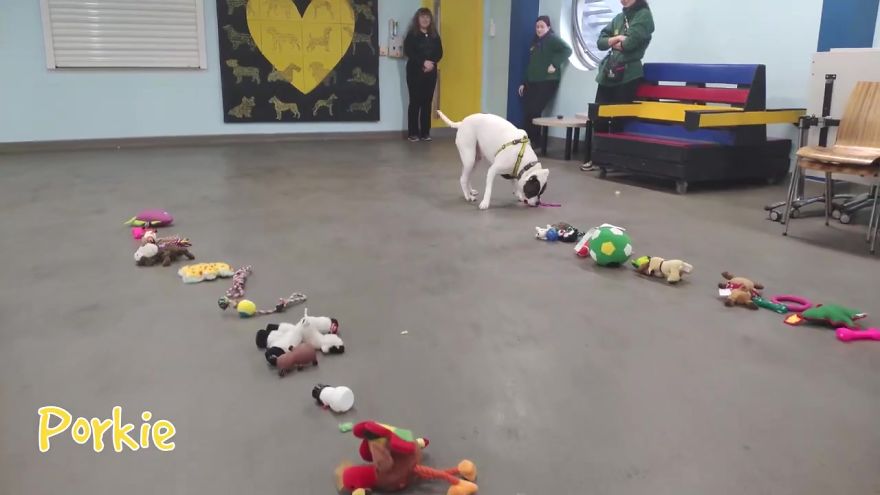 Un centro para perros sin hogar en Dublin les deja elegir sus propios juguetes de Navidad 1