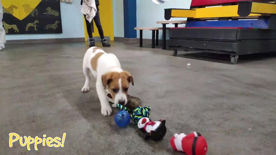 Un centro para perros sin hogar en Dublin les deja elegir sus propios juguetes de Navidad 4