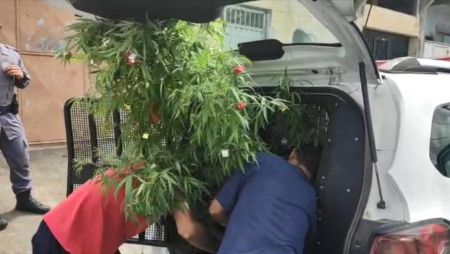 Un hombre es detenido por querer alegrar las fiestas de su familia con un arbol de Navidad de cannabis