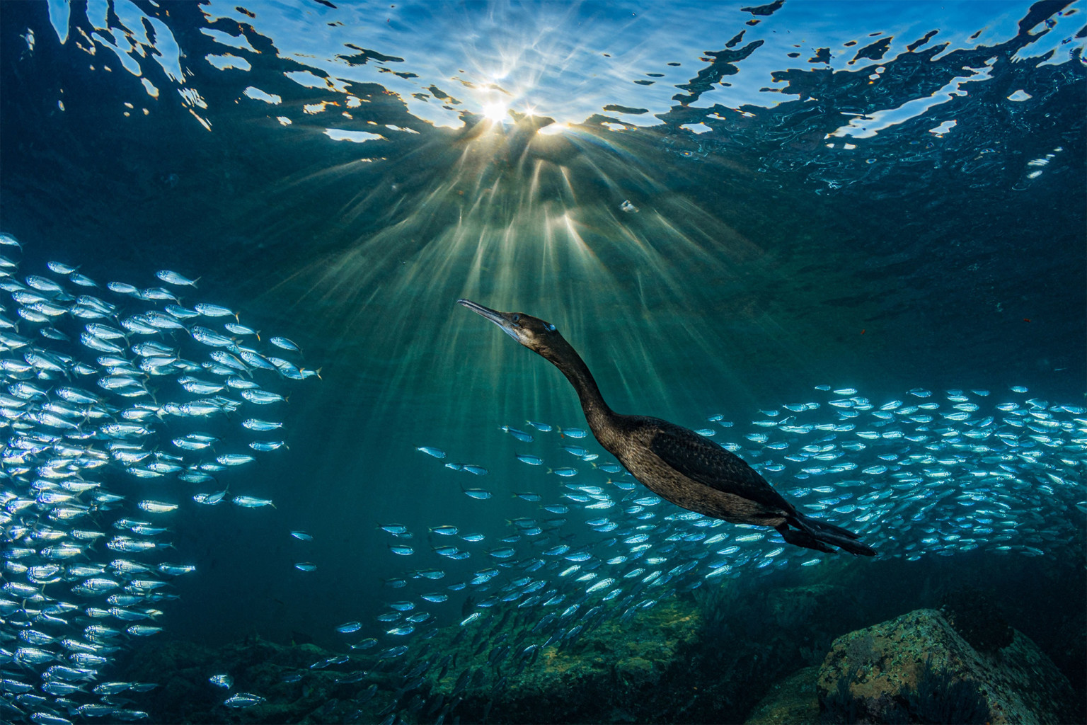 Las capturas del Ocean Art Underwater Photo Contest que muestran la belleza del fondo marino 6