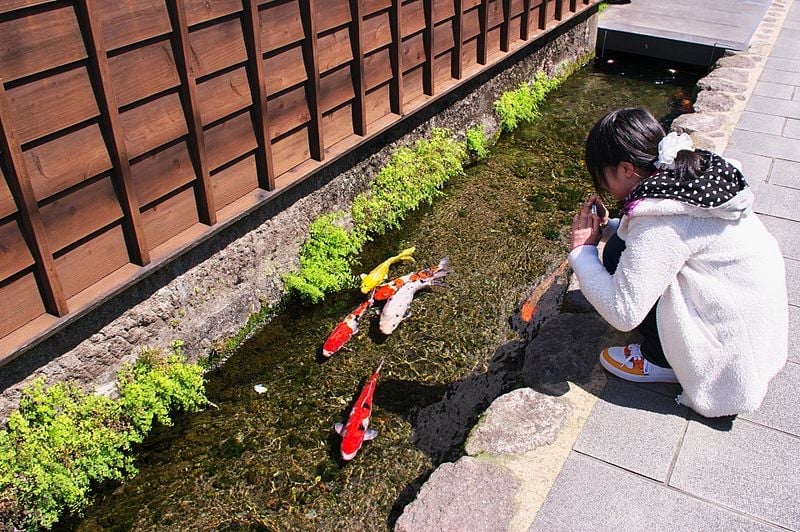 Coloridos peces koi alegran los canales y las calles de esta localidad japonesa 1