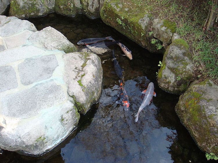 Coloridos peces koi alegran los canales y las calles de esta localidad japonesa 3