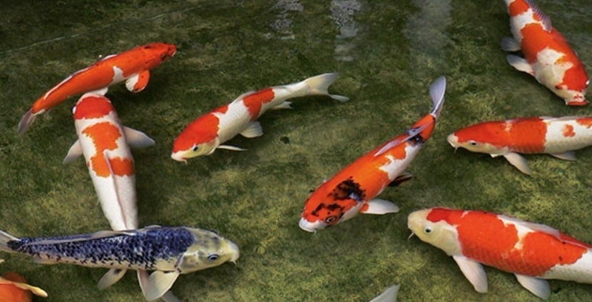 Coloridos peces koi alegran los canales y las calles de esta localidad japonesa 4