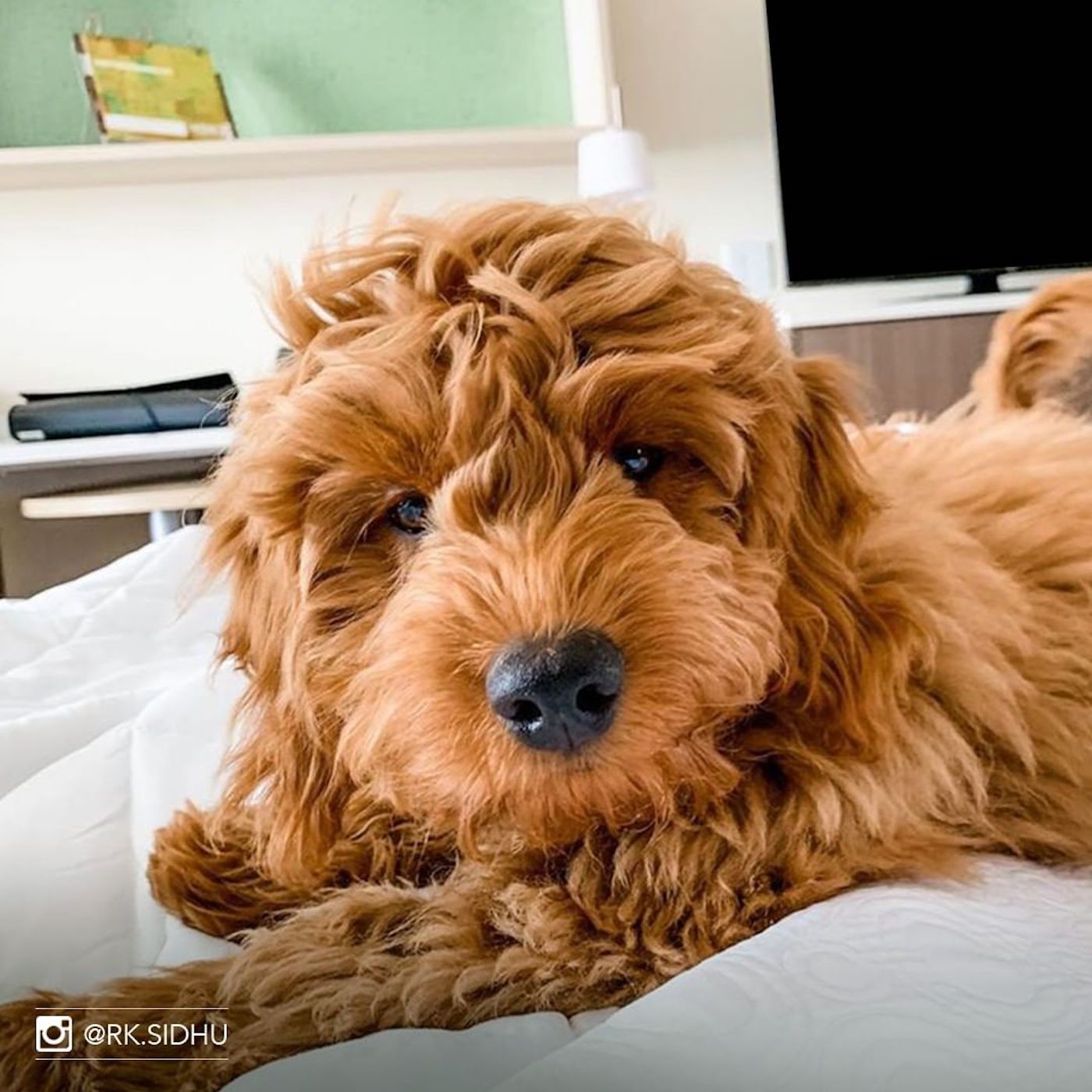 hilton adoption chien client 14