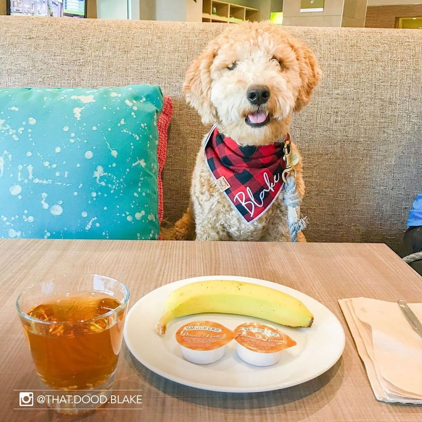 hilton adoption chien client 6