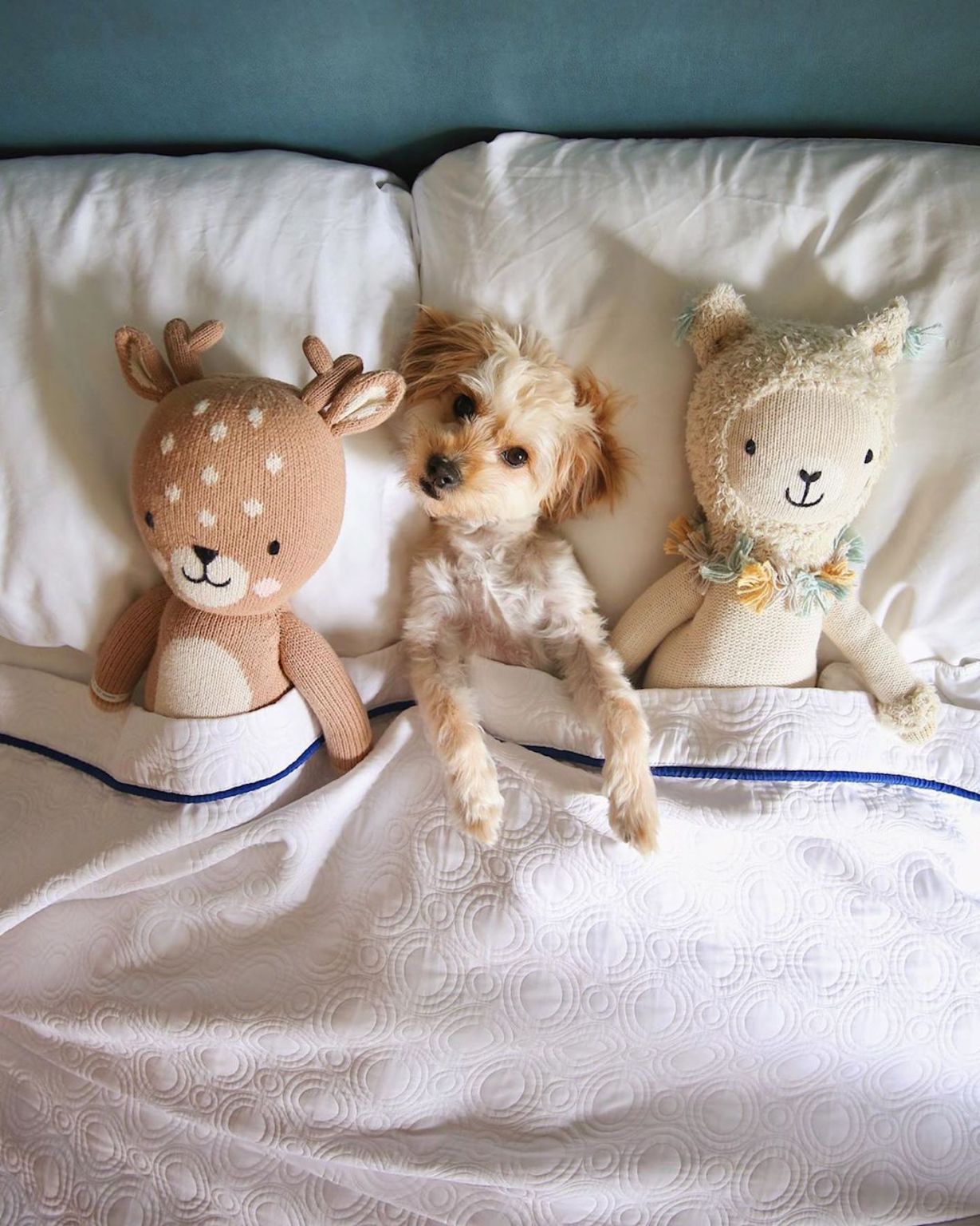 hilton adoption chien client 7
