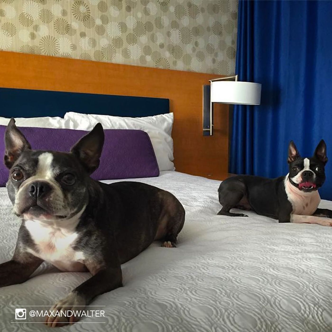 hilton adoption chien client 9