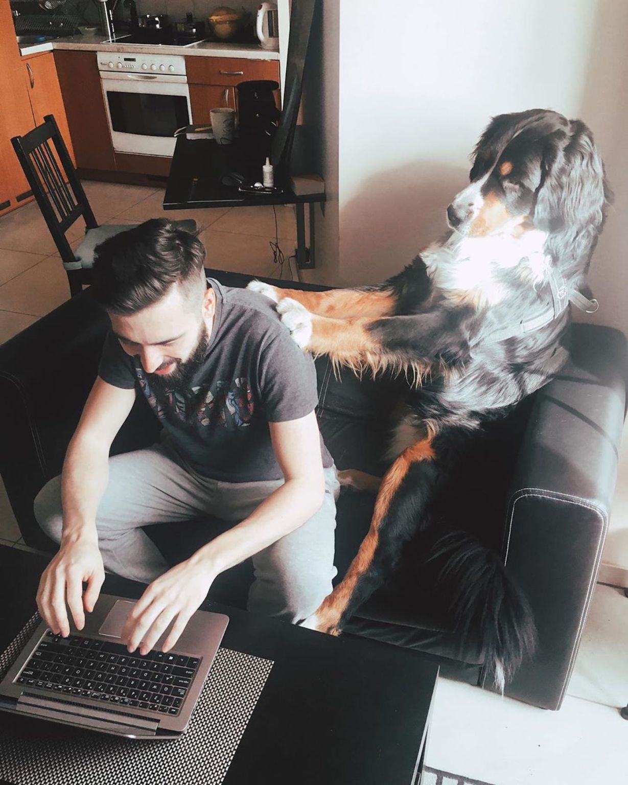 animalesteletrabajo