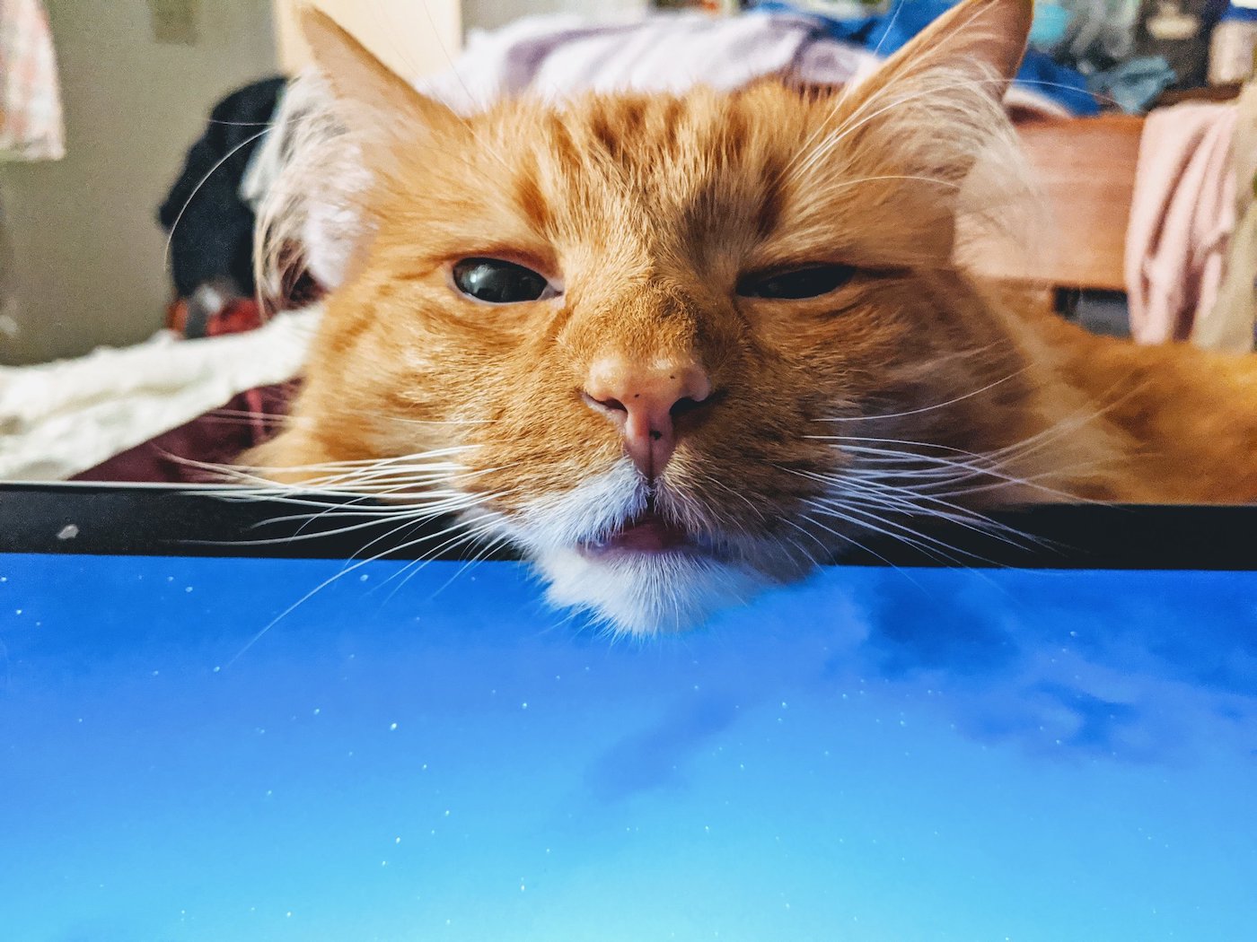 animalesteletrabajo.jpg10