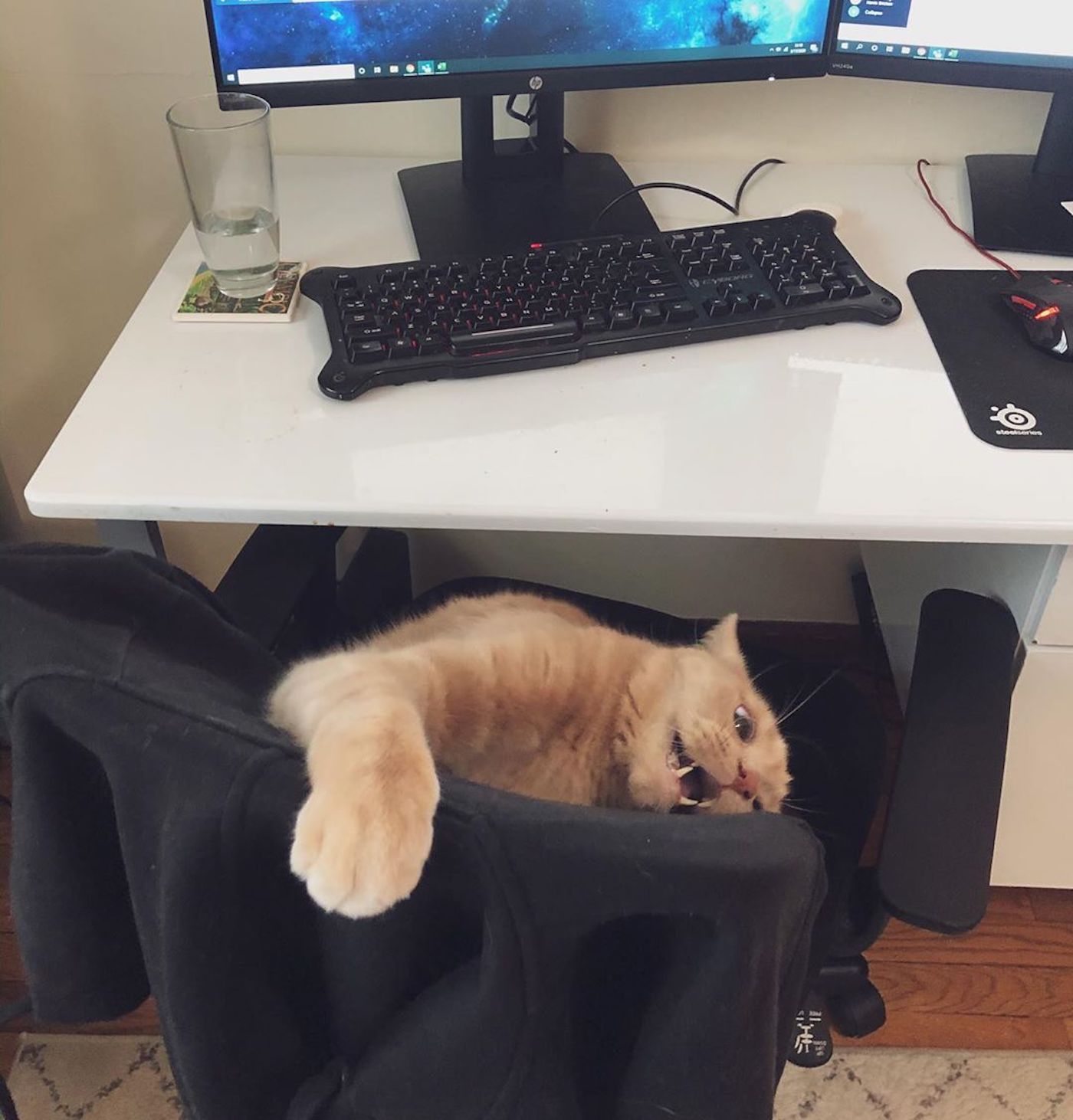 animalesteletrabajo.jpg5