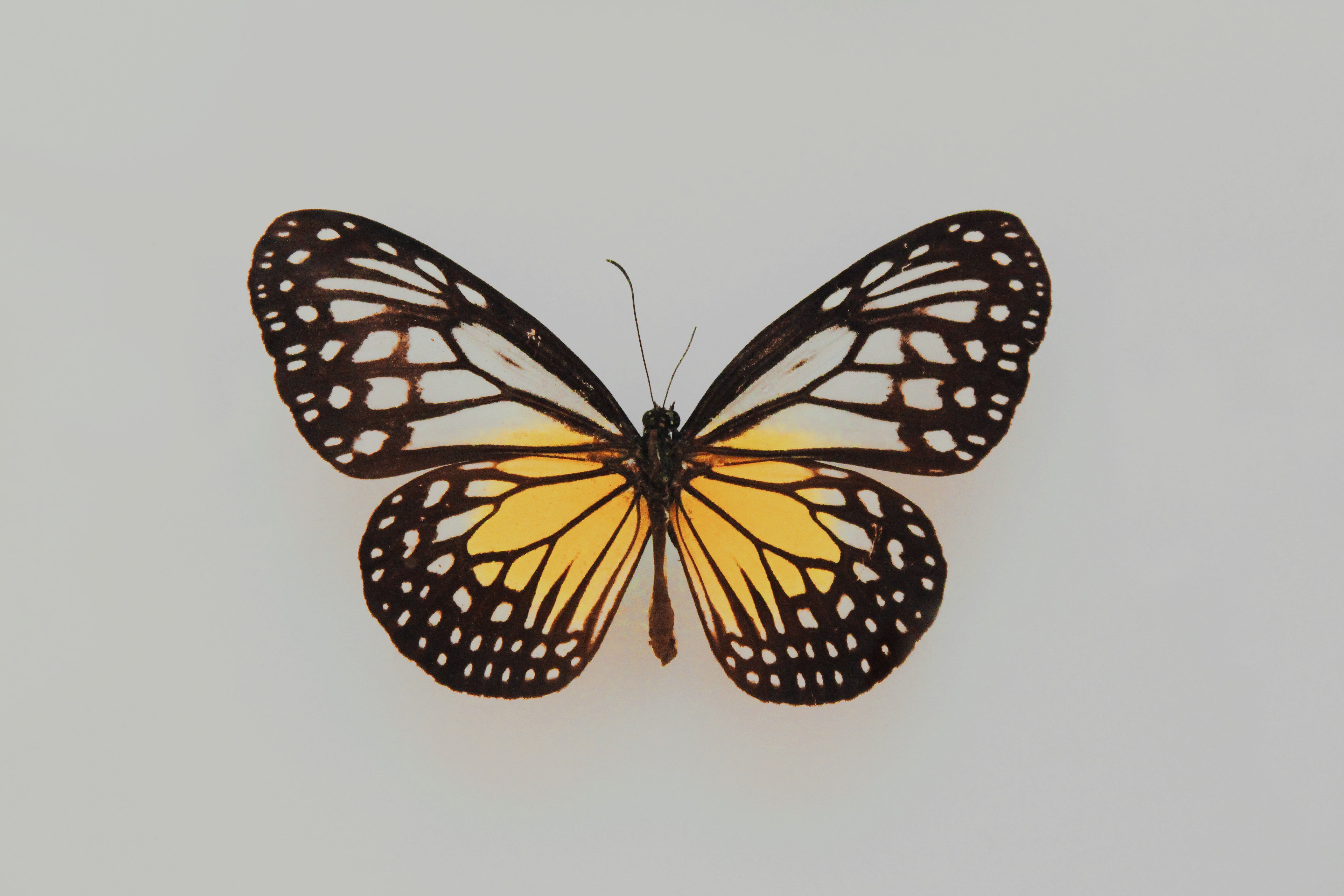 fleur SE2zTdS1MNo unsplash
