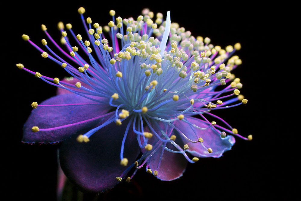 Flores bajo la luz ultravioleta