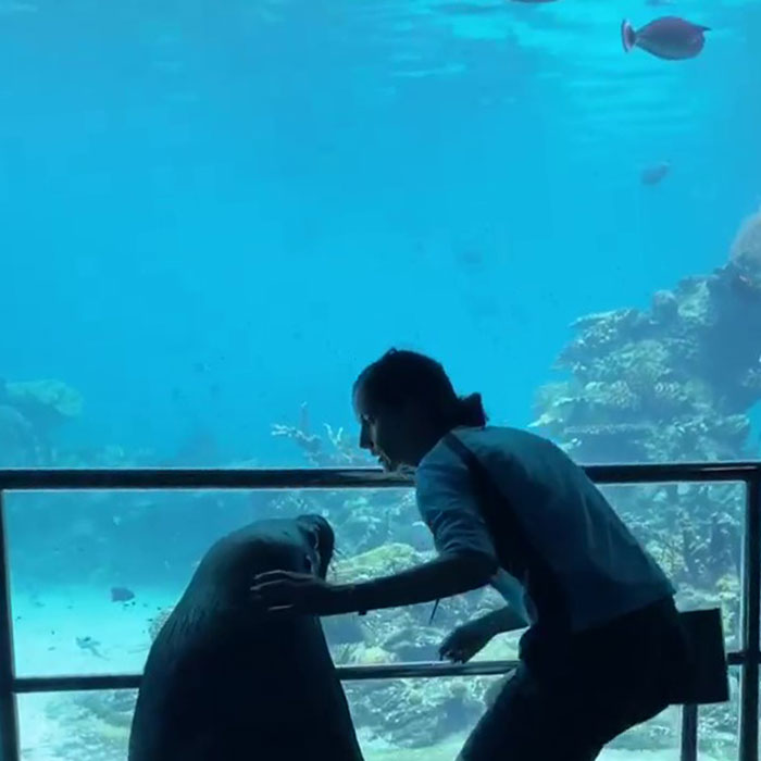 Un oceanario en Australia permite que un leon marino visite a sus companeros durante la cuarentena 2