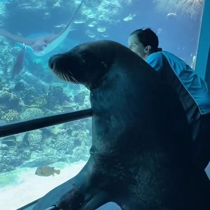 Un oceanario en Australia permite que un leon marino visite a sus companeros durante la cuarentena 3