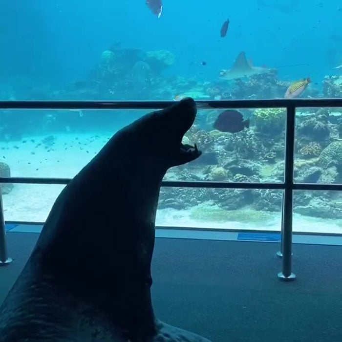 Un oceanario en Australia permite que un leon marino visite a sus companeros durante la cuarentena 4