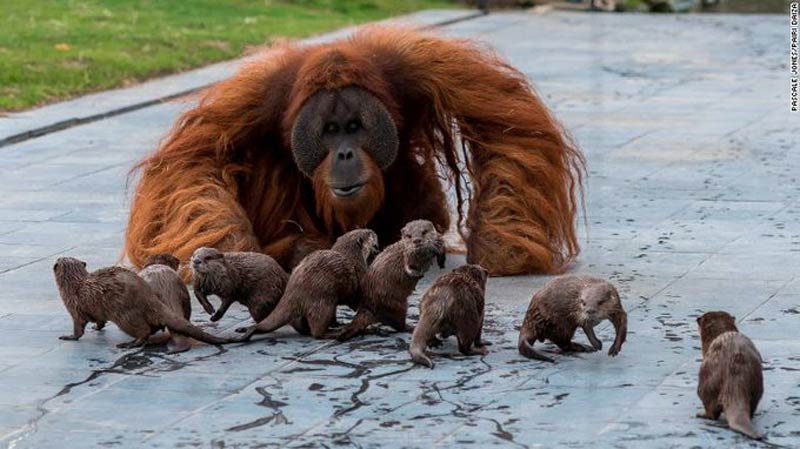 amistad entre orangutanes y nutrias 2