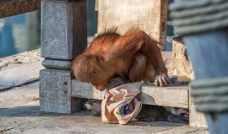 amistad entre orangutanes y nutrias 3