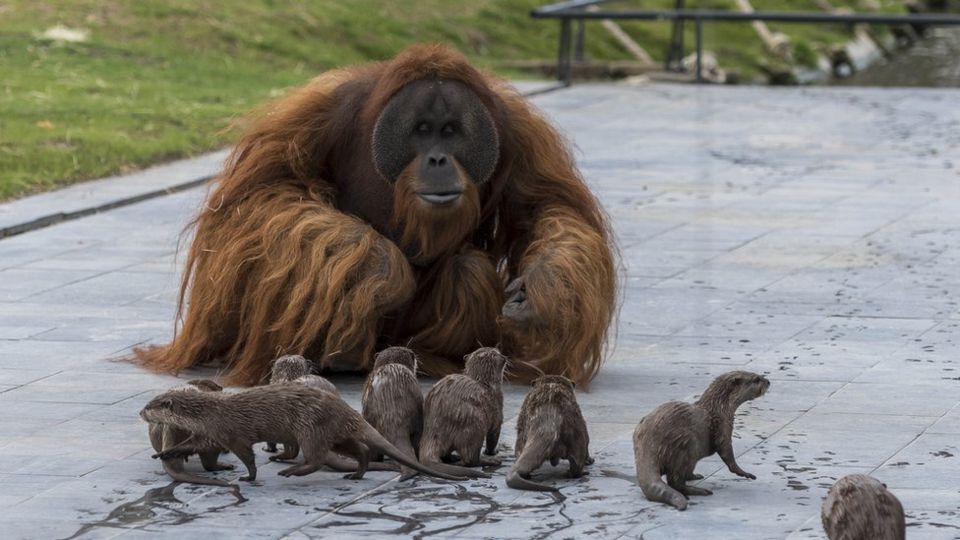 amistad entre orangutanes y nutrias 4