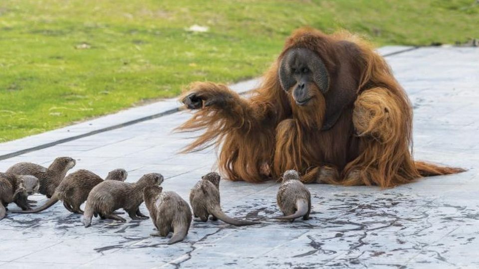 amistad entre orangutanes y nutrias 5