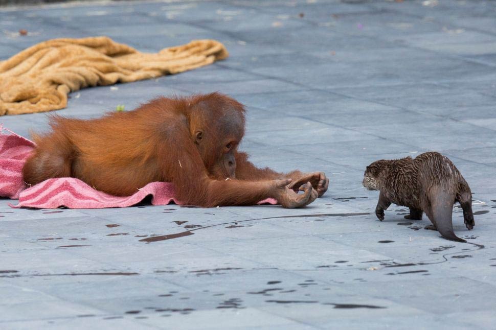 amistad entre orangutanes y nutrias